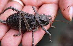 Hetrodes pupus pupus