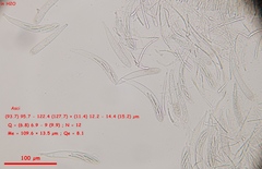 Strossmayeria basitricha