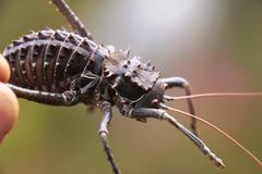 Hetrodes pupus pupus