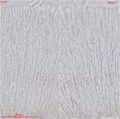 Strossmayeria basitricha