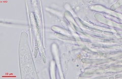 Strossmayeria basitricha