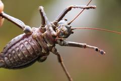 Hetrodes pupus pupus