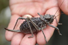 Hetrodes pupus pupus