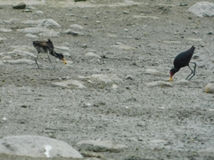 Jacana
