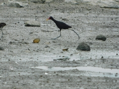 Jacana