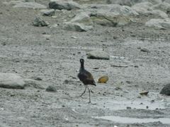 Jacana