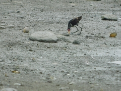 Jacana
