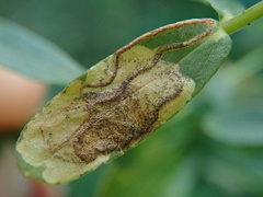 Ectoedemia septembrella