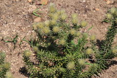 Phylica pubescens pubescens