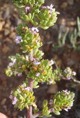 Muraltia rhamnoides