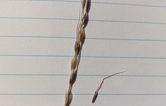 Piptatheropsis canadensis