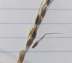 Piptatheropsis canadensis