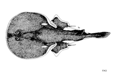 Spottail Sleeper Ray photo 4