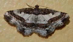 Ligdia pectinicornis