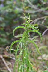 Achillea ptarmicoides