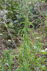 Achillea ptarmicoides