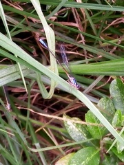 Mesamphiagrion