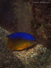 Stegastes xanthurus
