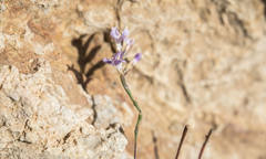 Limonium minutum