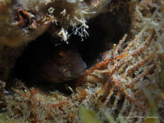 Parablennius marmoreus