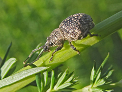 Otiorhynchus chrysostictus