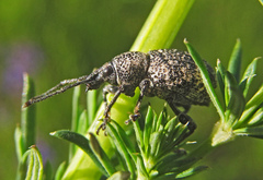 Otiorhynchus chrysostictus