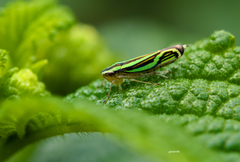 Sibovia sagata