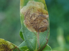 Ectoedemia septembrella