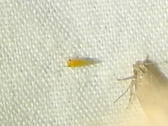 Heteropsylla