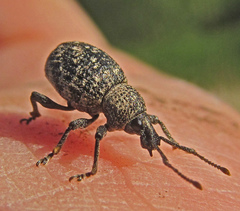 Otiorhynchus chrysostictus