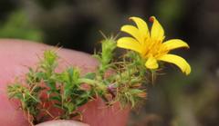 Cullumia setosa microcephala