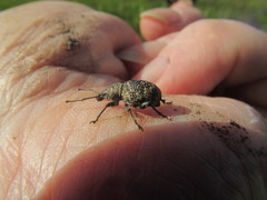 Otiorhynchus chrysostictus