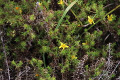 Cullumia setosa microcephala