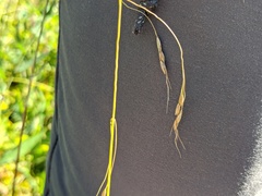 Piptatheropsis canadensis