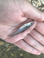 Notropis volucellus × wickliffi