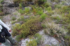 Cullumia setosa microcephala