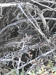 Sceloporus graciosus