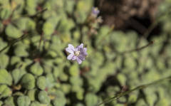 Limonium minutum