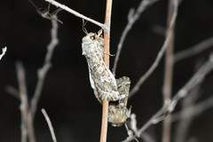 Saragossa siccanorum