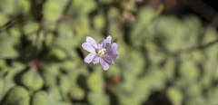 Limonium minutum
