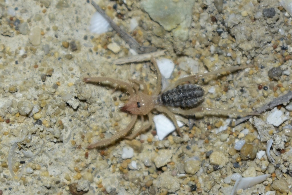 Karschia mangistauensis