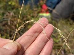 Piptatheropsis canadensis