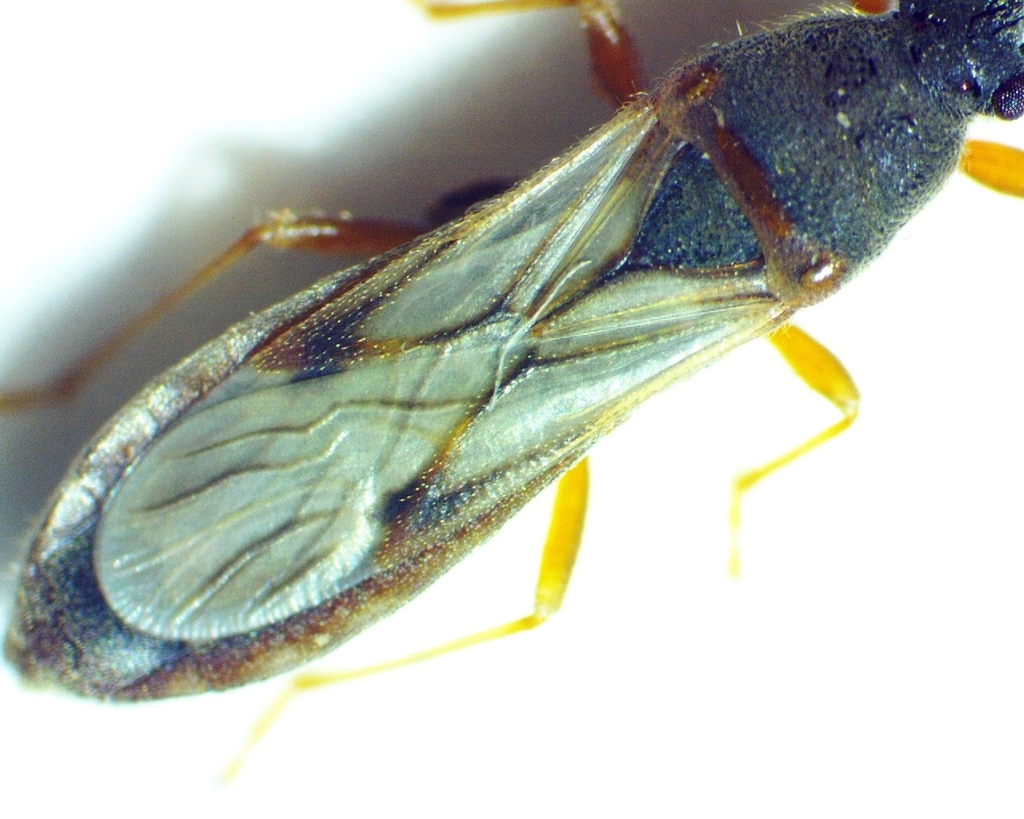 Ischnodemus brunnipennis
