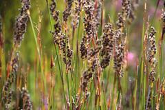 Hypodiscus argenteus