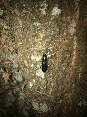 Temnoscheila virescens