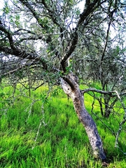 Schinus polygama
