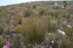 Hypodiscus argenteus