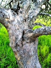 Schinus polygama