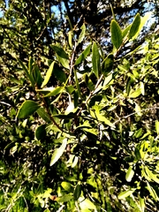 Schinus polygama