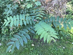 Ailanthus altissima